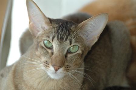 Quasana's Innocence Beauty